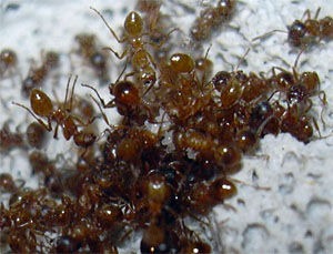  Myrmica rubra         ,         (   www.akolab.com)