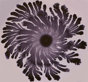   B.subtilis,      ,    -    (   www.igmors.u-psud.fr)