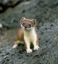    ,   . Ermine. Stoat.