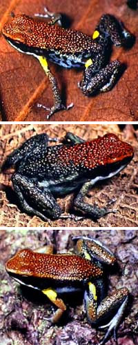 
  Epipedobates bilinguis (),    E. parvulus ( )       Allobates zaparo () (   www.morley-read.com)