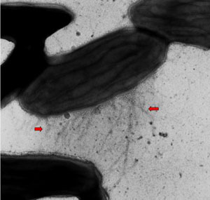   Geobacter      
«»   (   www.geobacter.org)