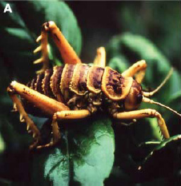      (Deinacrida rugosa)  7   .     Science