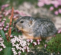. Lemming.