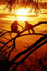   . Wood. Ape.