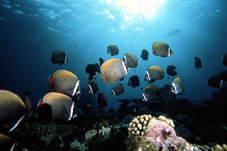    . Ocean. Fish.