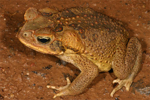 ����-��� (Bufo marinus) - ����� ������ ������������� ������ � �������� (���� � ����� frogs.org.au)