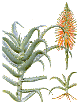  .  ,   . Plant Aloe vera. Blade, root, flower.