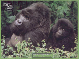 .  .  . , , ,  . . . . . . . . Text.   : www.SciTecLibrary.ru  Primates. Species animals. Monkeys. Ape. Wild animals. Pictures. Wild nature. Photo.