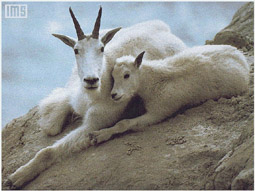 . .  . . , , ,  . .  . . . . . . . 
  : www.SciTecLibrary.ru  . 
Roe. Deer. Wild goat. Ungulata. Ungulates. Photo. Zoology. Wild animals. Species animals. Hoofed. Zoo. Pictures. Text.