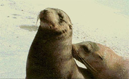  .  . . . . , , ,  .  . . . . . . . . 
Text.   : www.SciTecLibrary.ru  Sea lion. Zoology. Zoo. Carnivora. Mammalia. Predatory mammals. Sea mammals. Species animals. Beast. Brute. Pictures. Wild nature. Photo.