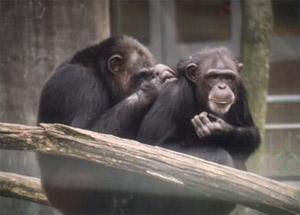 —    —          . , ,  ,     (   www.chimpanzoo.org)