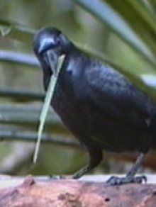 . , .  1. Bird, crow, raven.