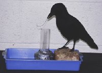 . , .  2. Bird, crow, raven. (. Science)