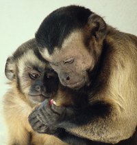  . Monkeys, capuchins.