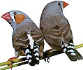   (Taeniopygia guttata).